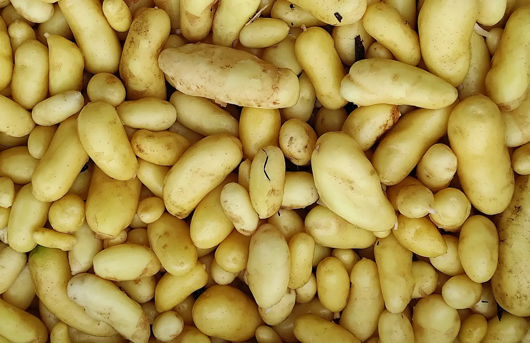 pommes de terre nouvelles delikatess