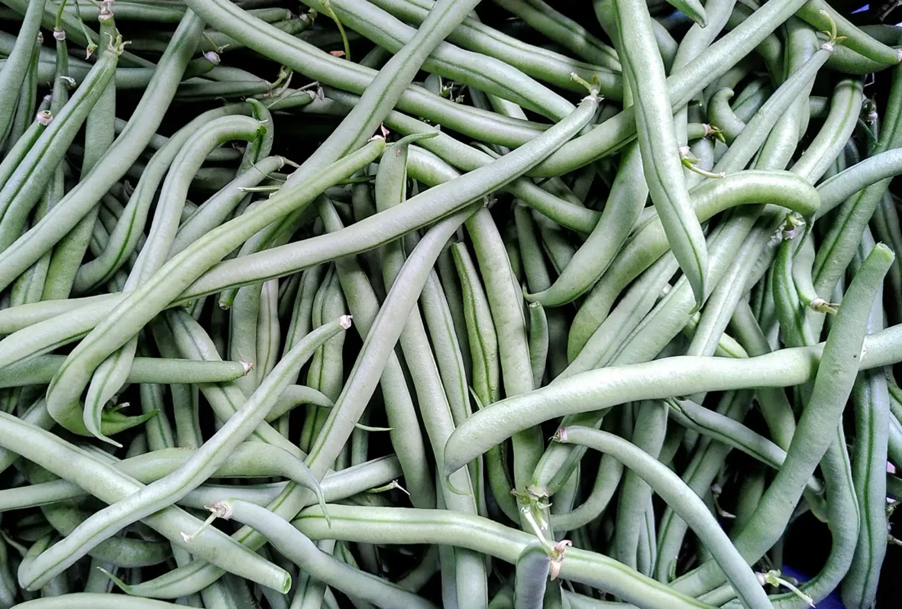 sac haricots verts (1kg)