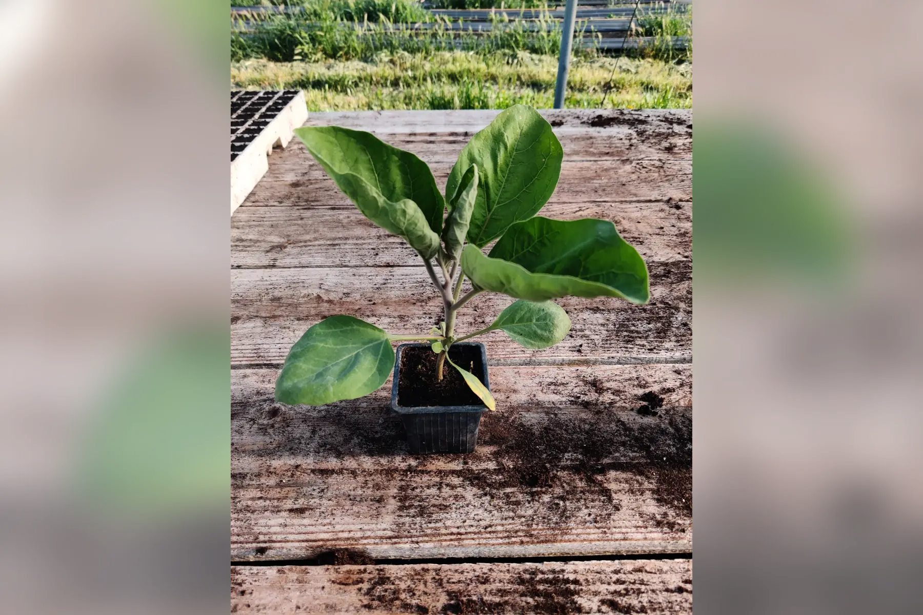 plant aubergine black pearl semence hybride