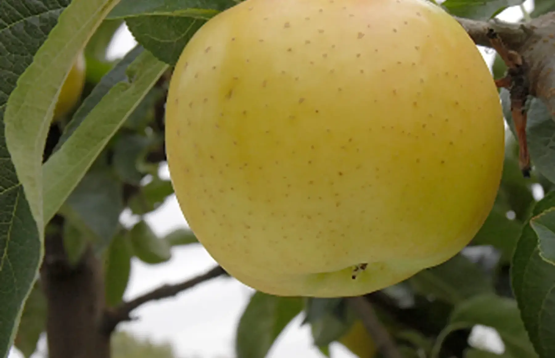 Pommes Belchard Chanteclerc