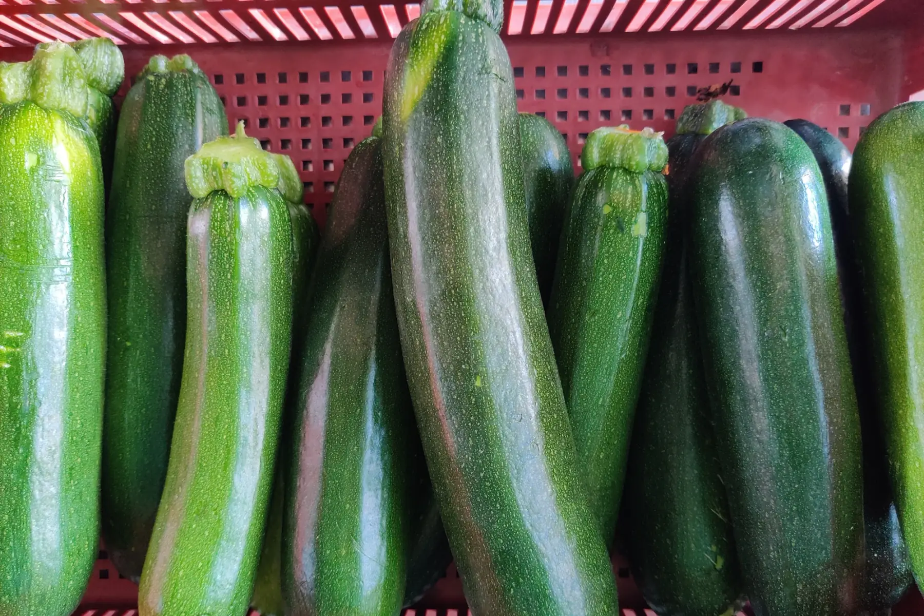 Courgettes