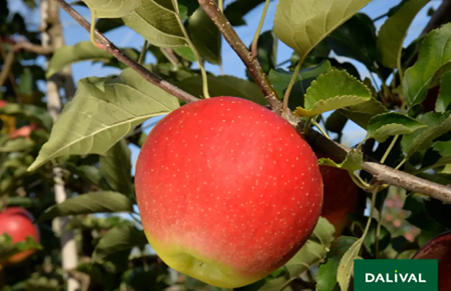 Pommes Wellant cagette 10kg