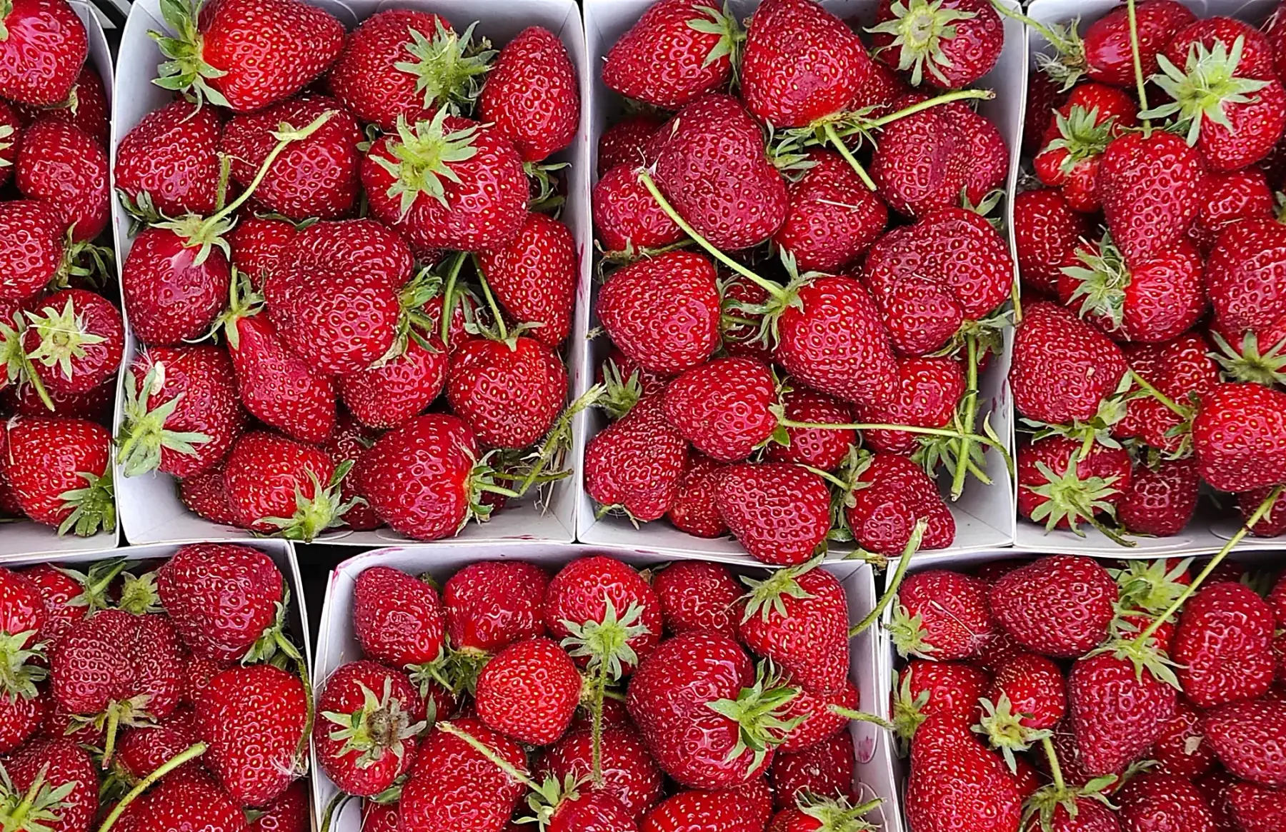 fraises barquette