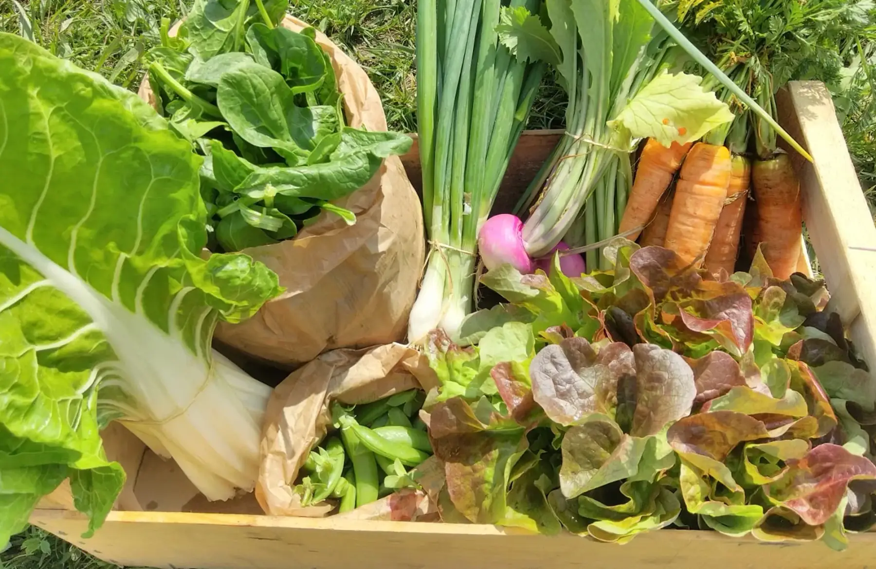 _panier de légumes du moment