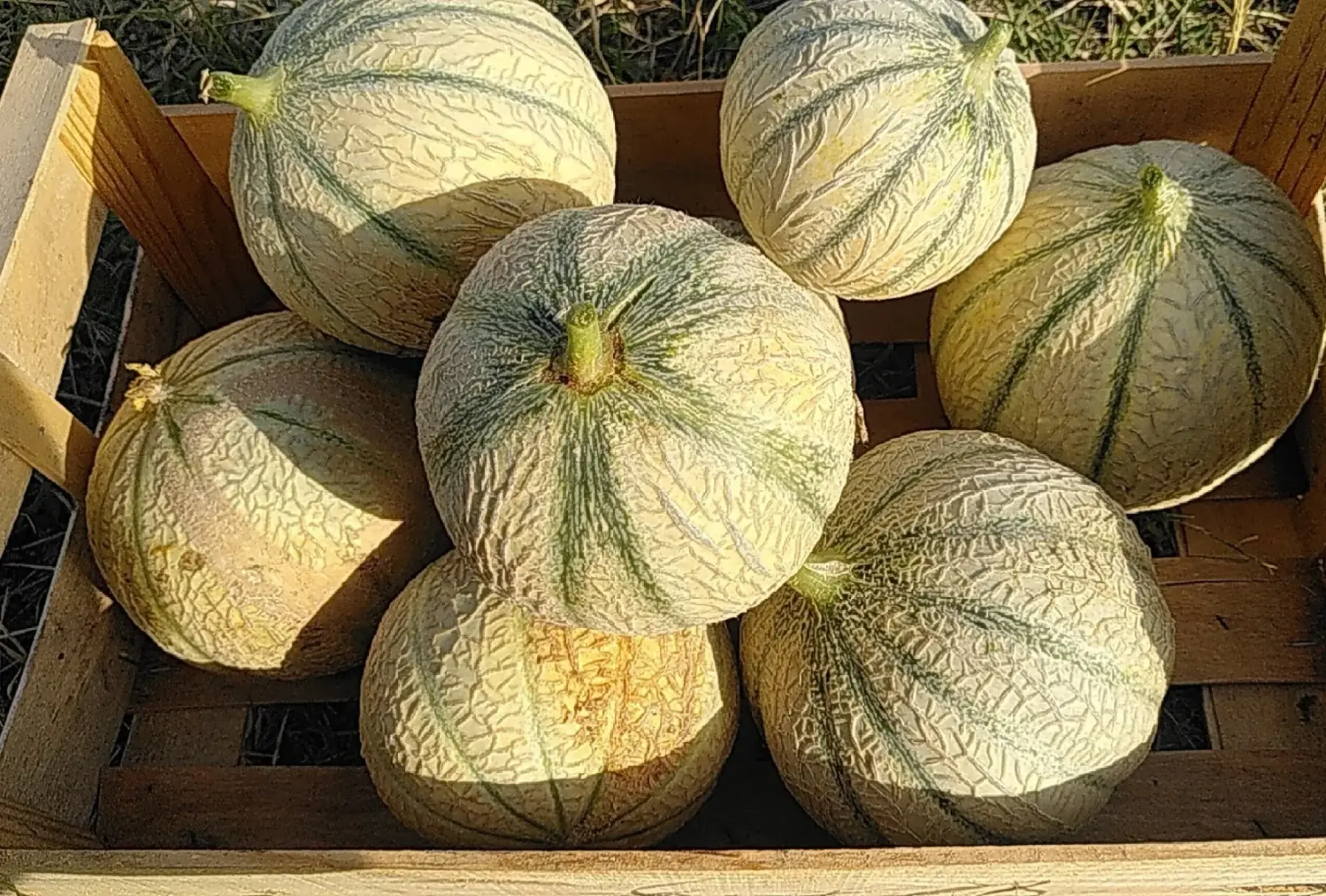 melon
