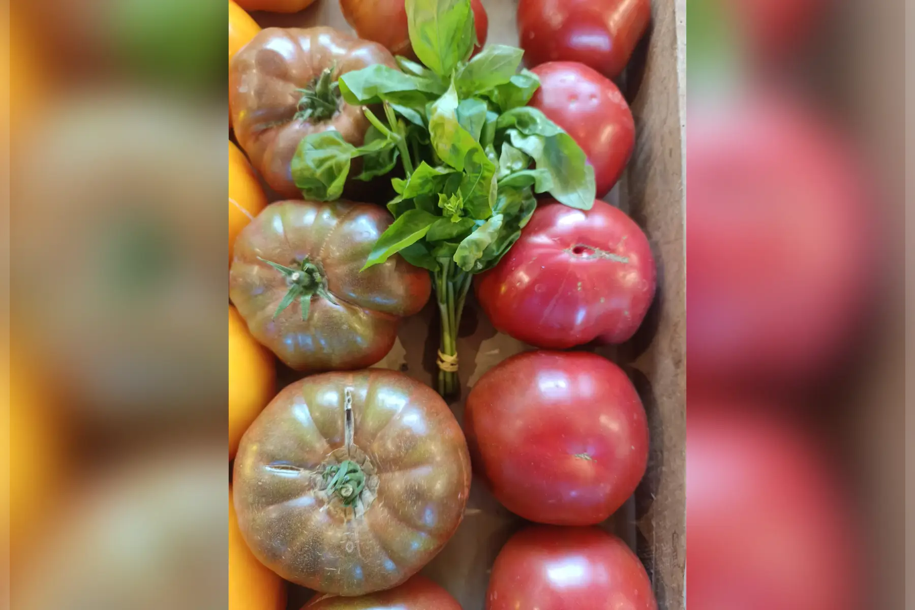 Tomates noires de Crimé