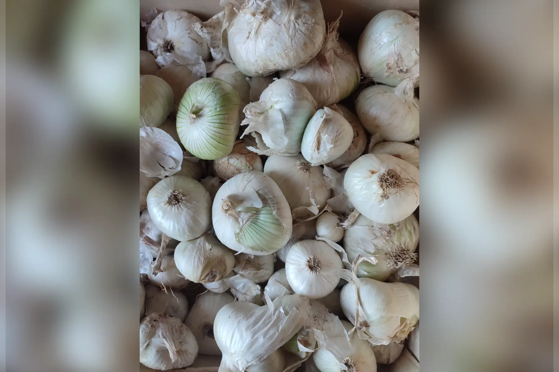 oignons blancs