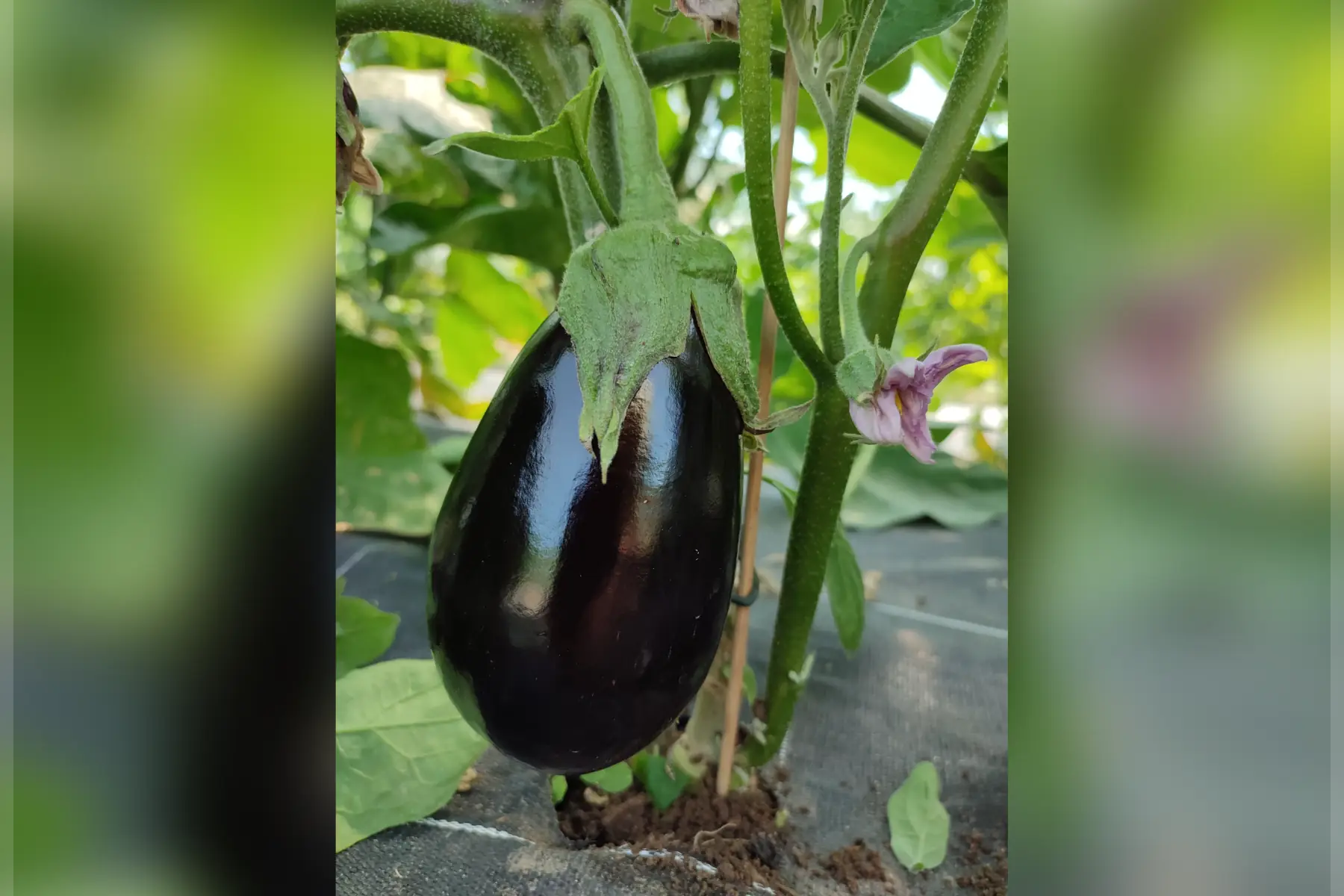 aubergine 🍆