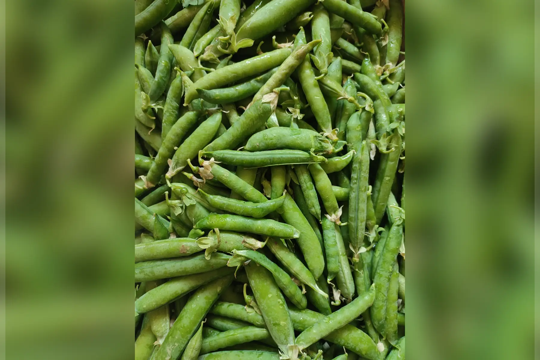 petit pois