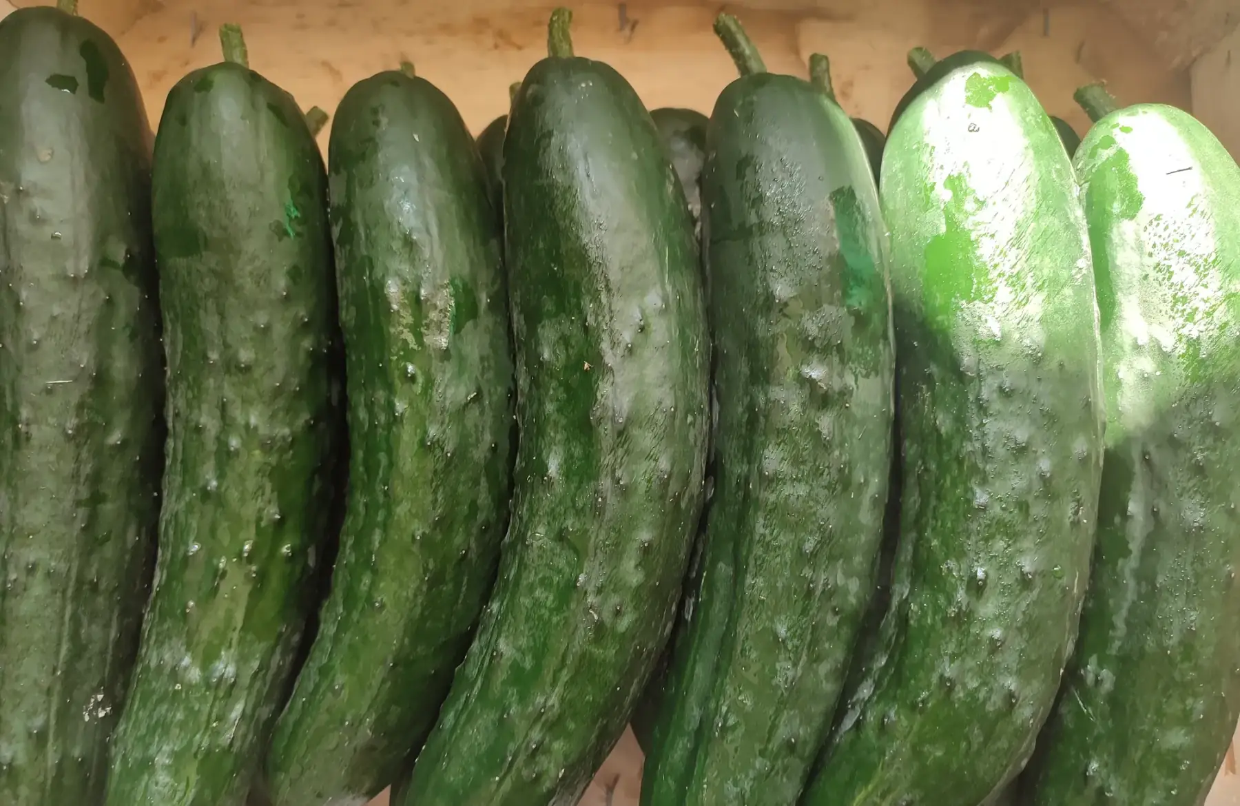 concombre court 🥒