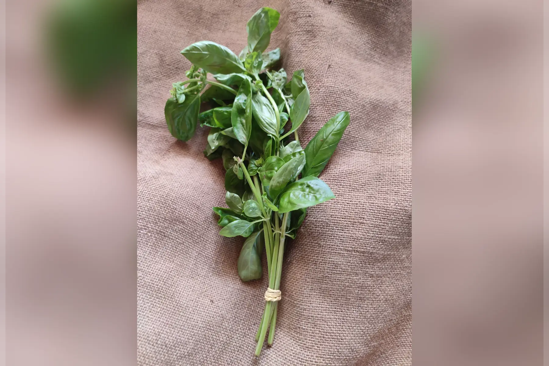 bouquet de basilic