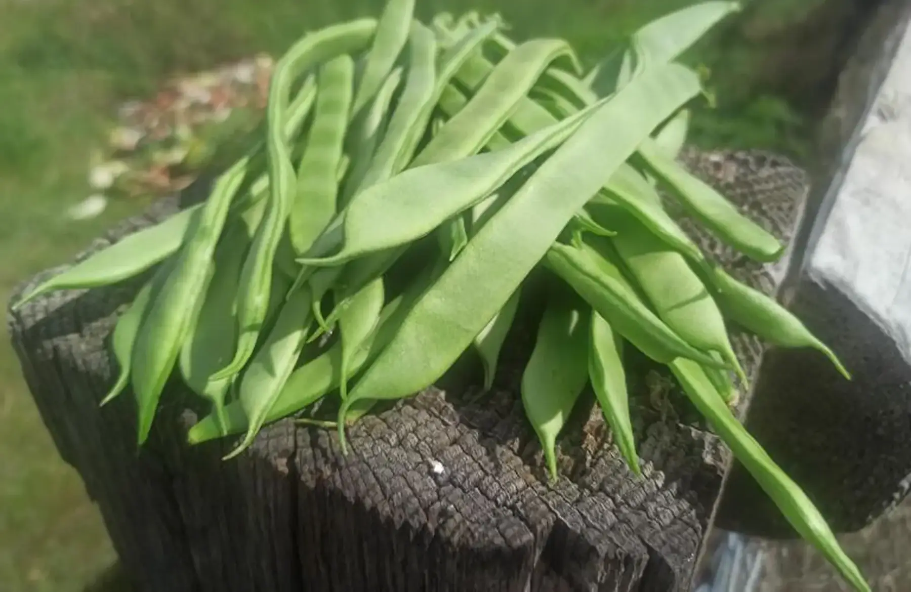 haricots verts plats