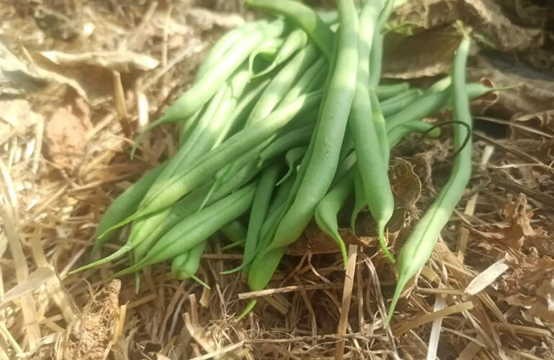haricots verts cobra