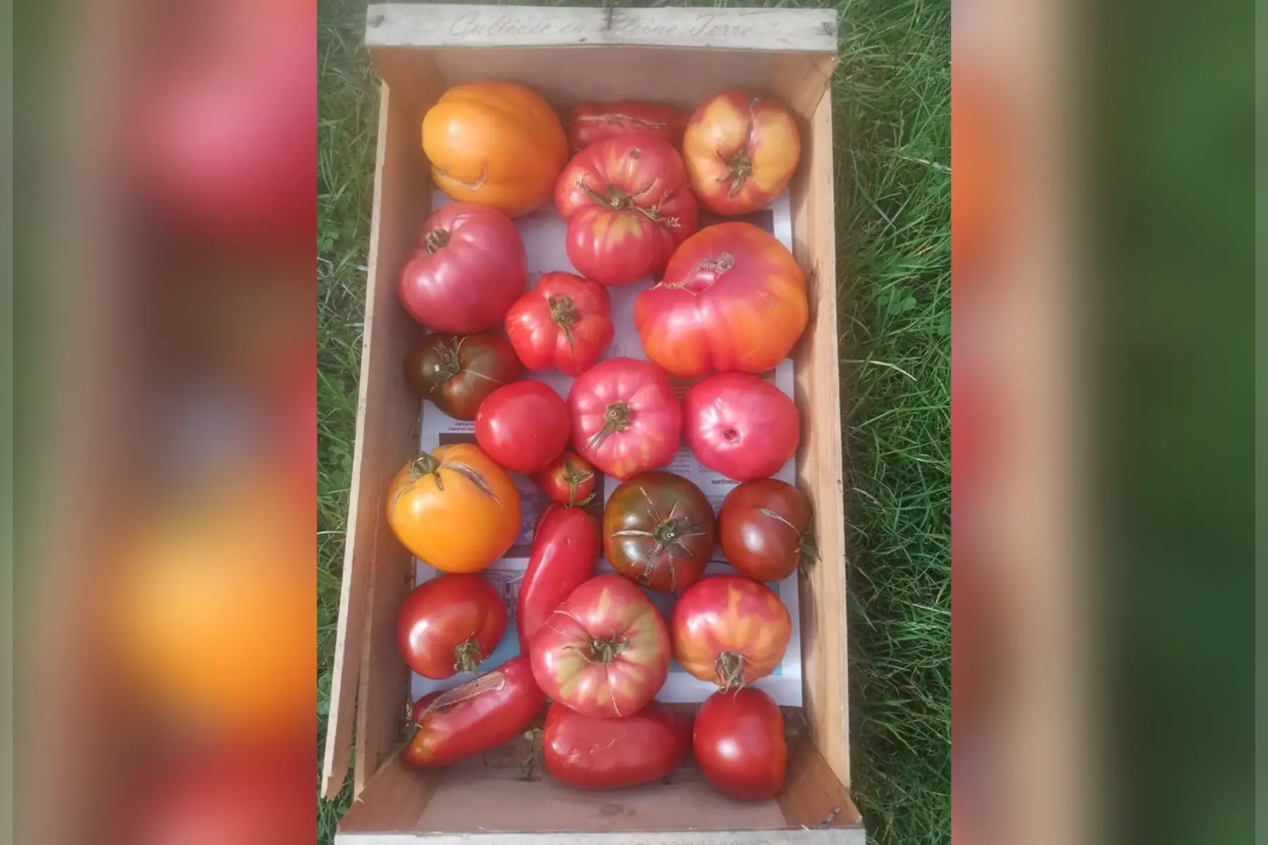caisse de 5kg de tomates anciennes réformées pour sauce