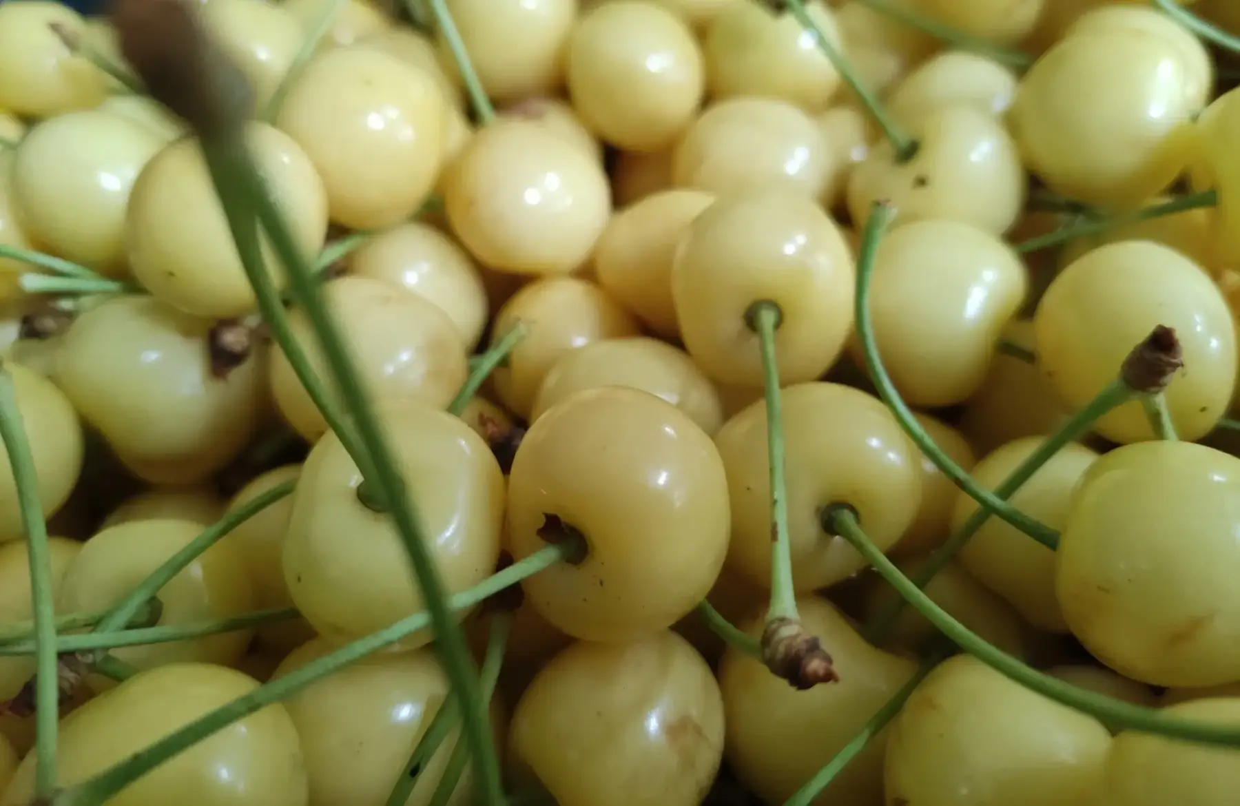cerises jaunes