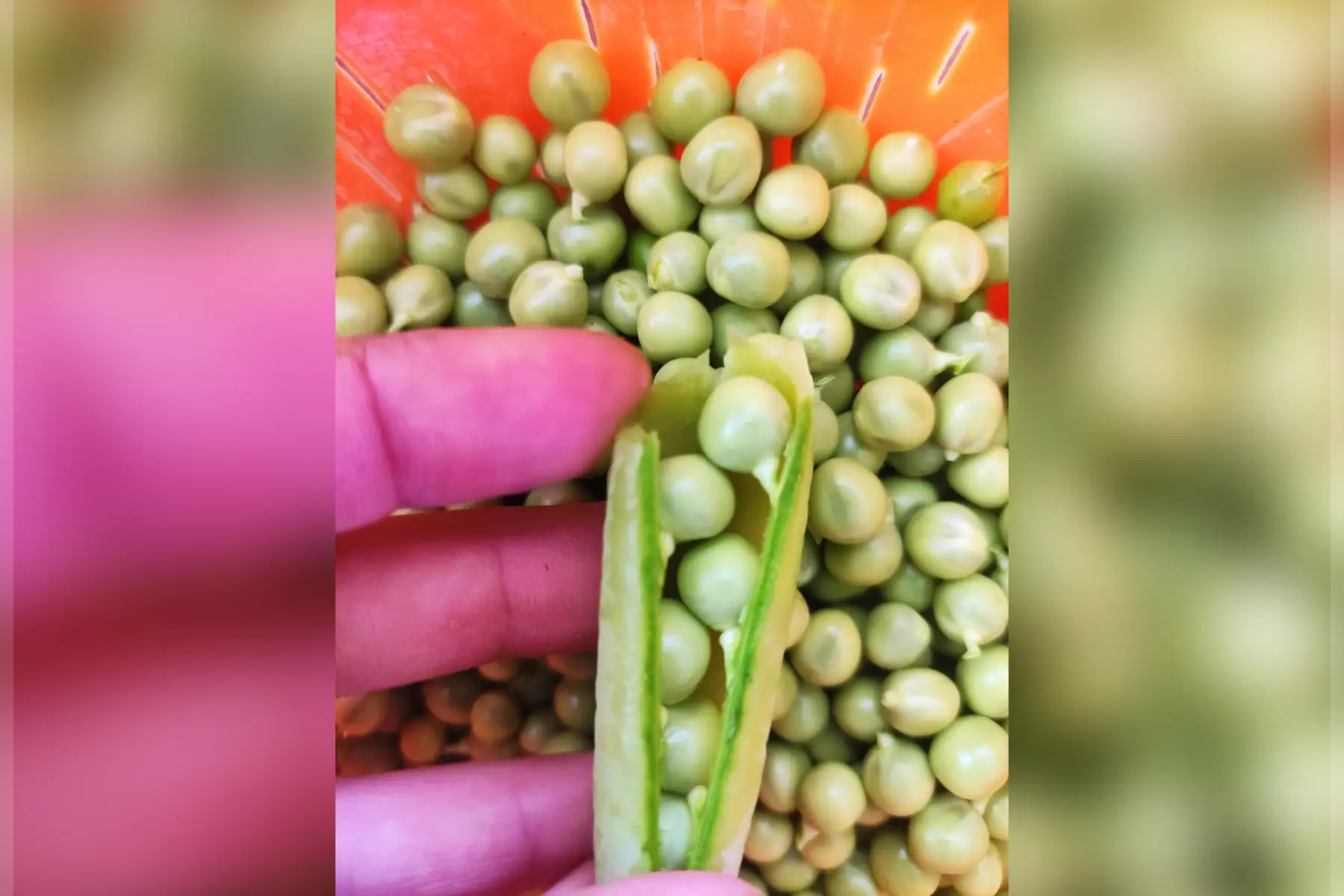petit pois
