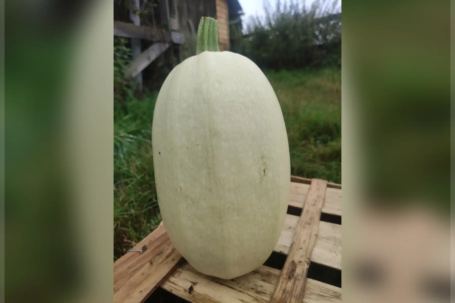 courge spaghetti