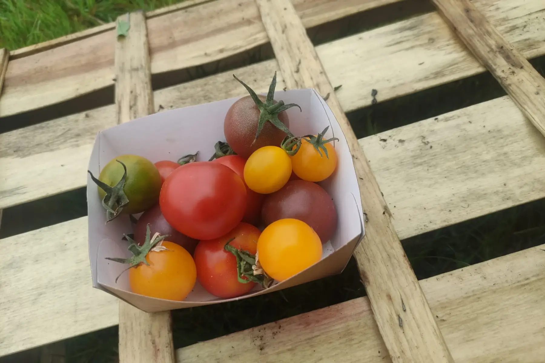 tomate cerise barquette 250g