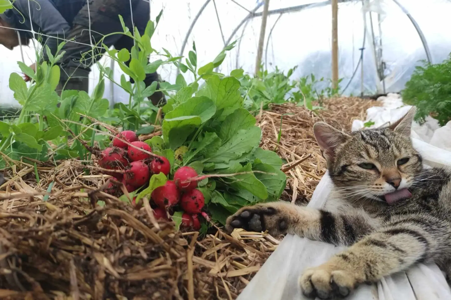les jardins du coq