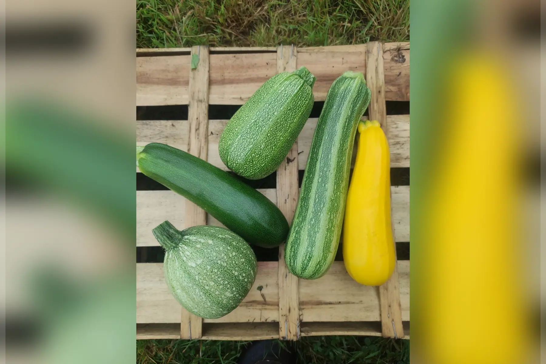 courgettes rondes