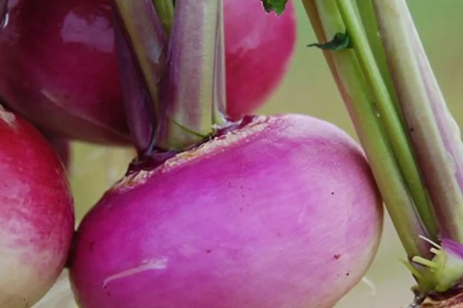 navet violet ou jaune sachet 1kg