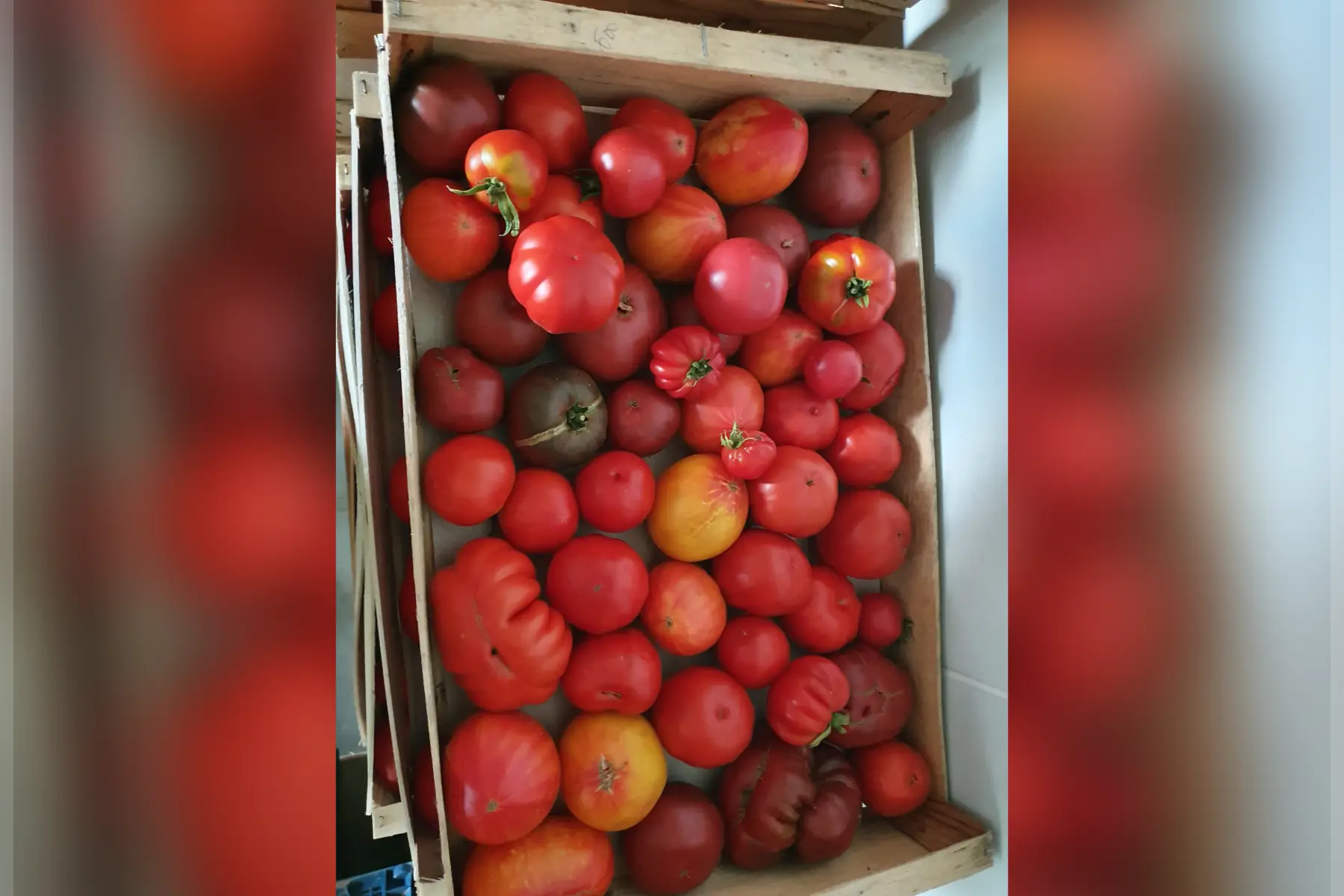 Cageot de tomates anciennes de 10kg