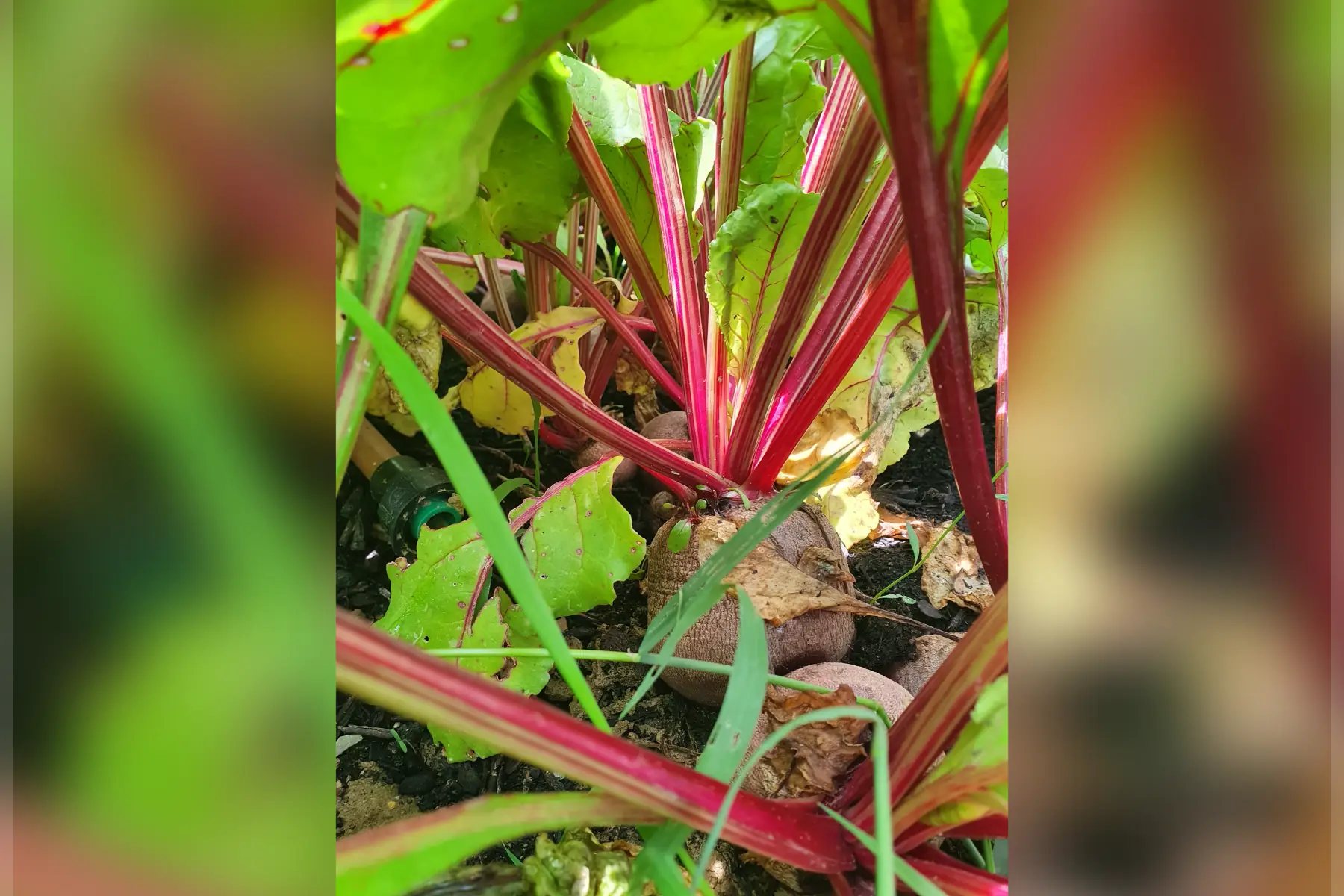 betterave rouge sachet 1kg