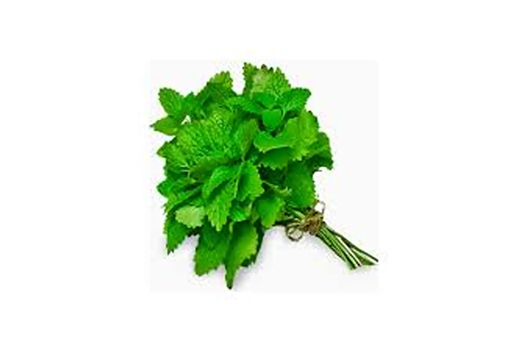 menthe verte en botte