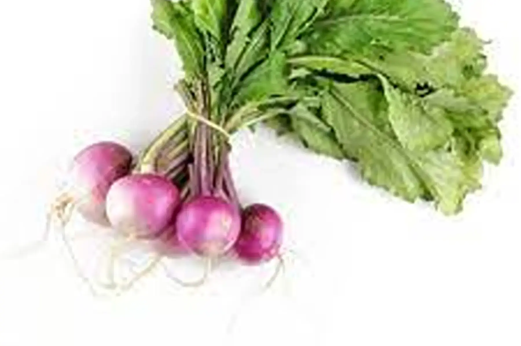 navet violet nouveau en botte