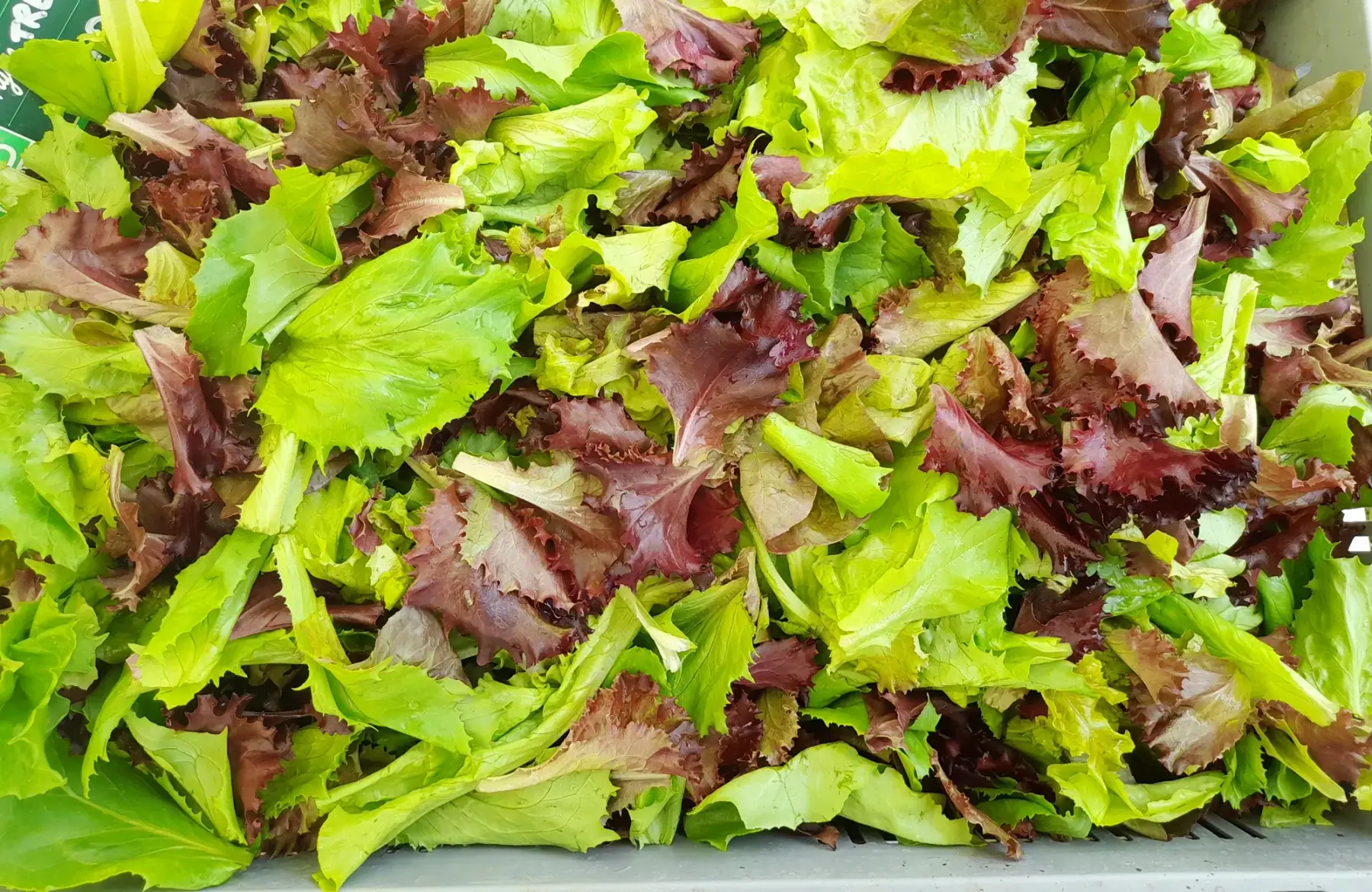 mesclun