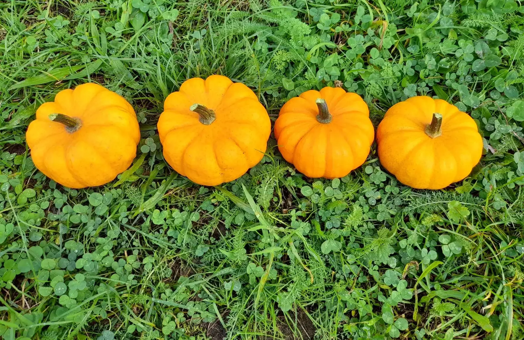 courge jack be little