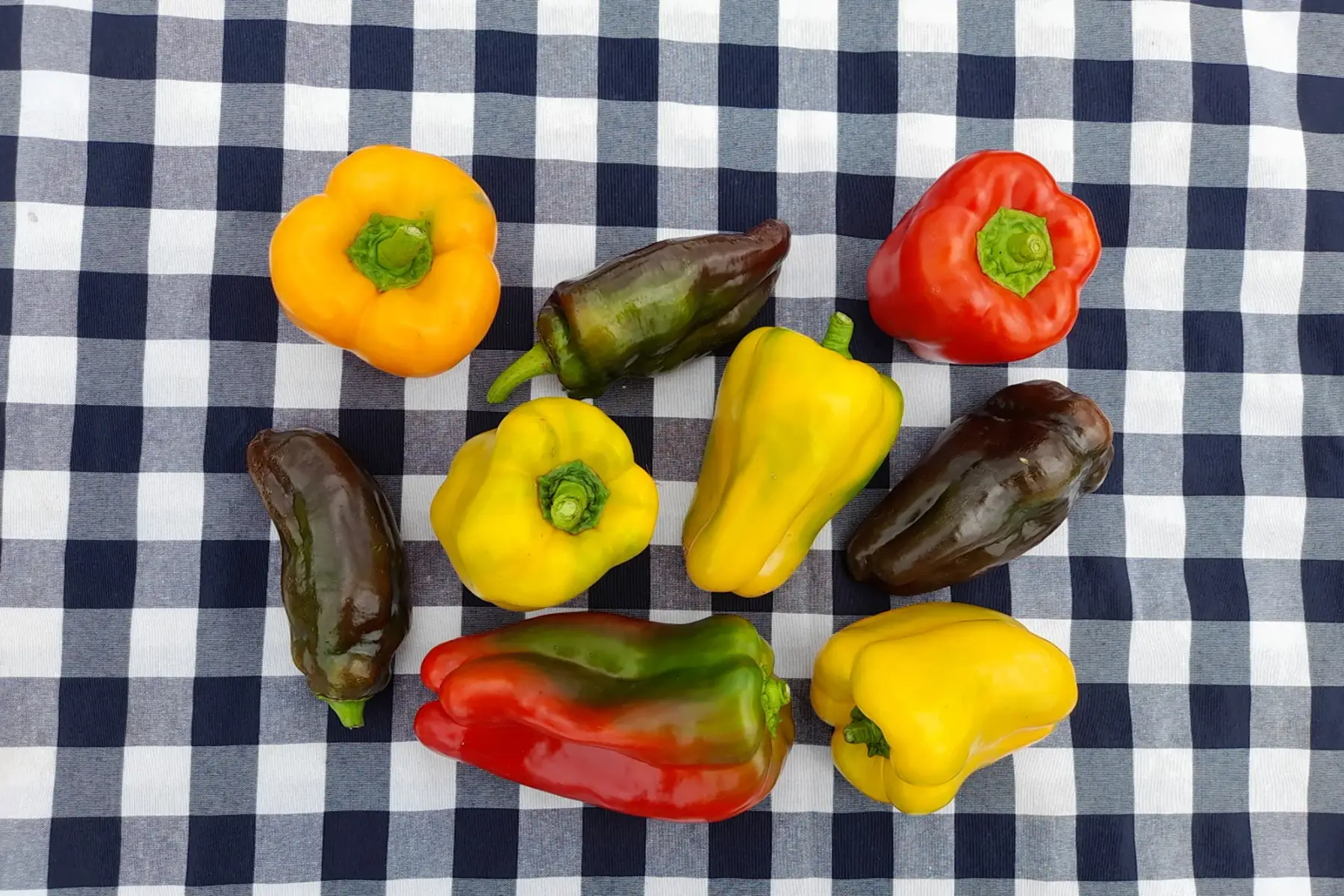 poivron couleur