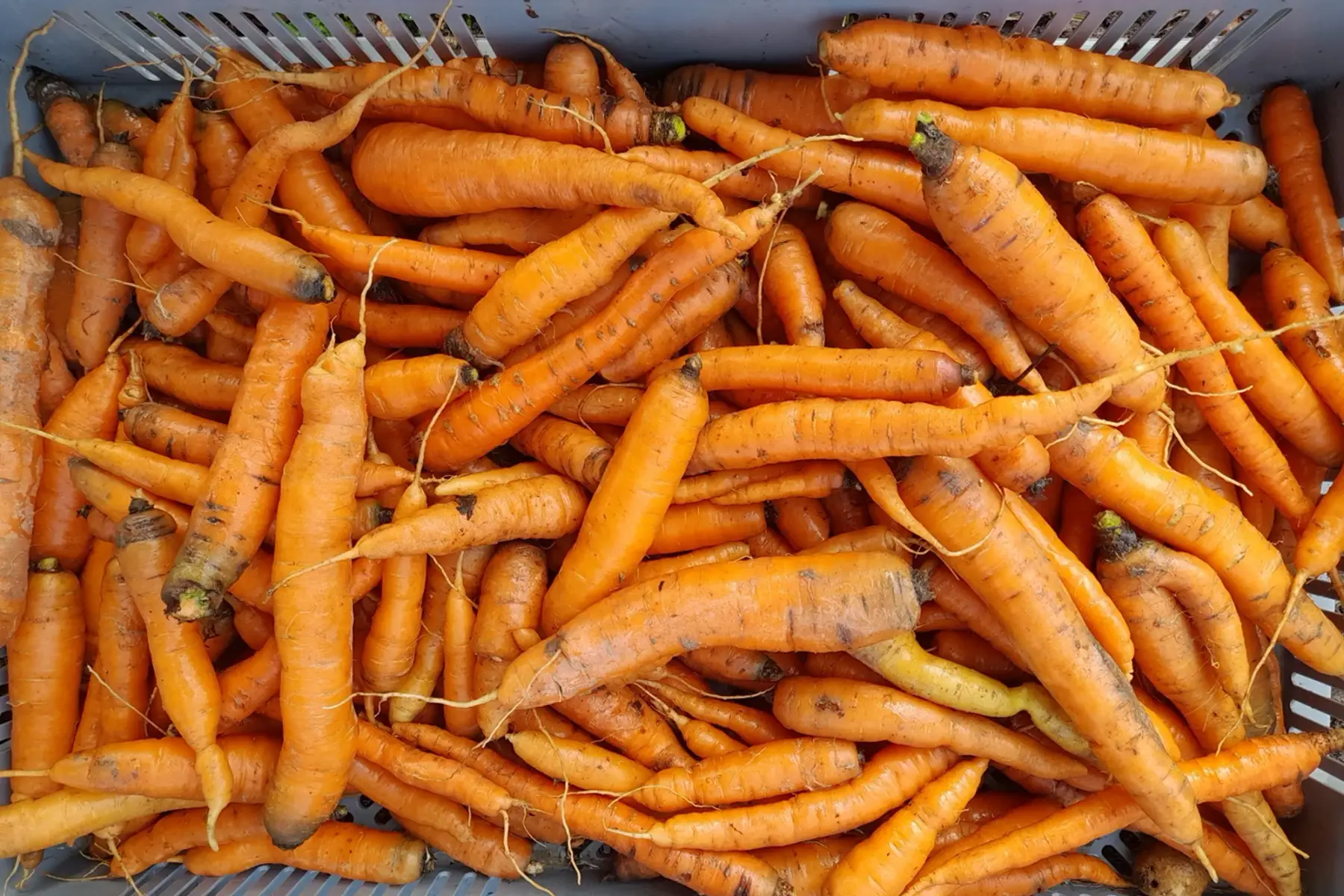 carottes