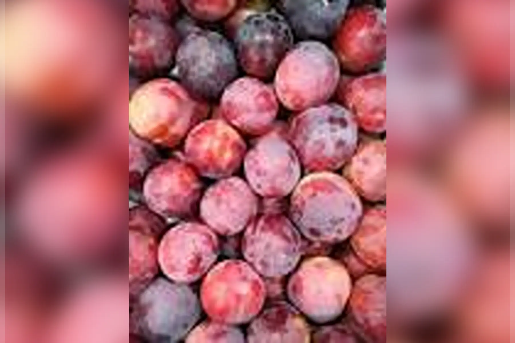 Cagette prunes 5kg