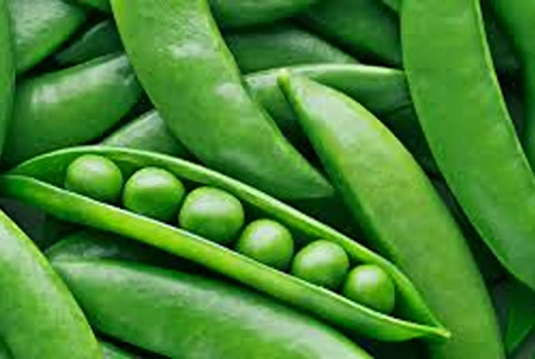Petit pois frais
