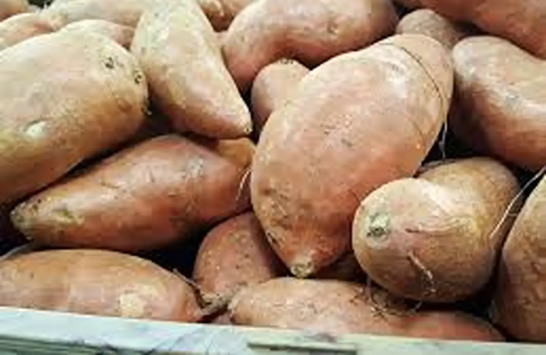patate douce