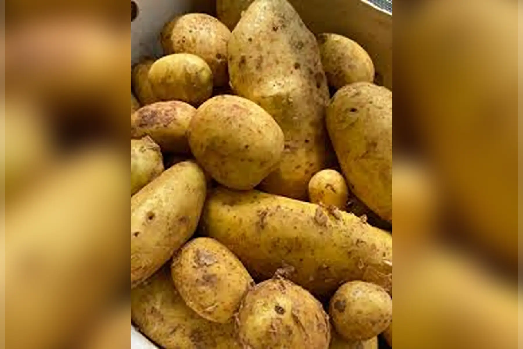 pommes de terre
