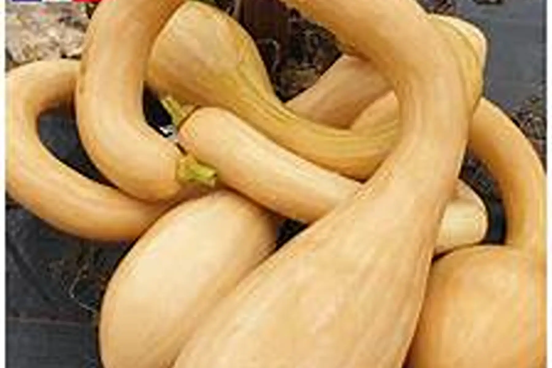 Courge tromba