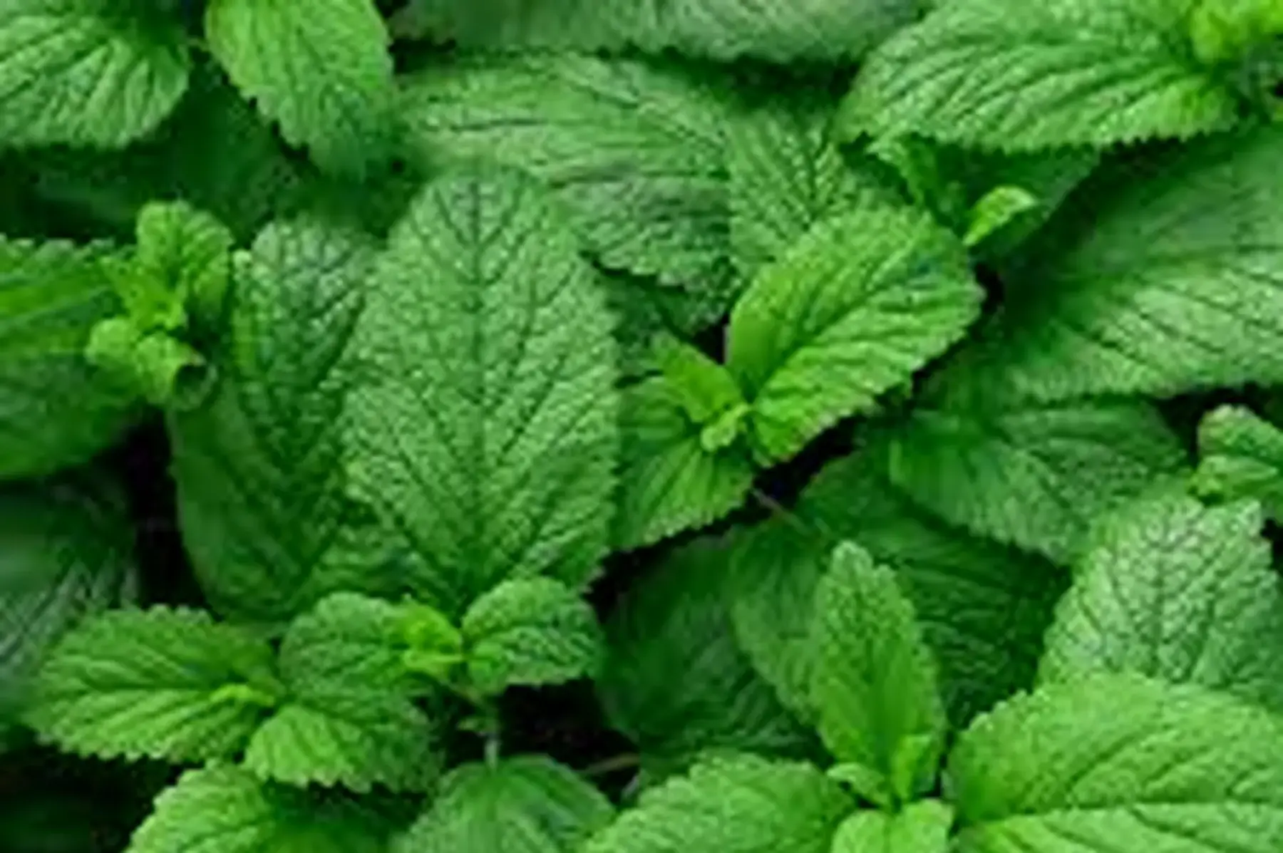 bouquet de menthe fraîche