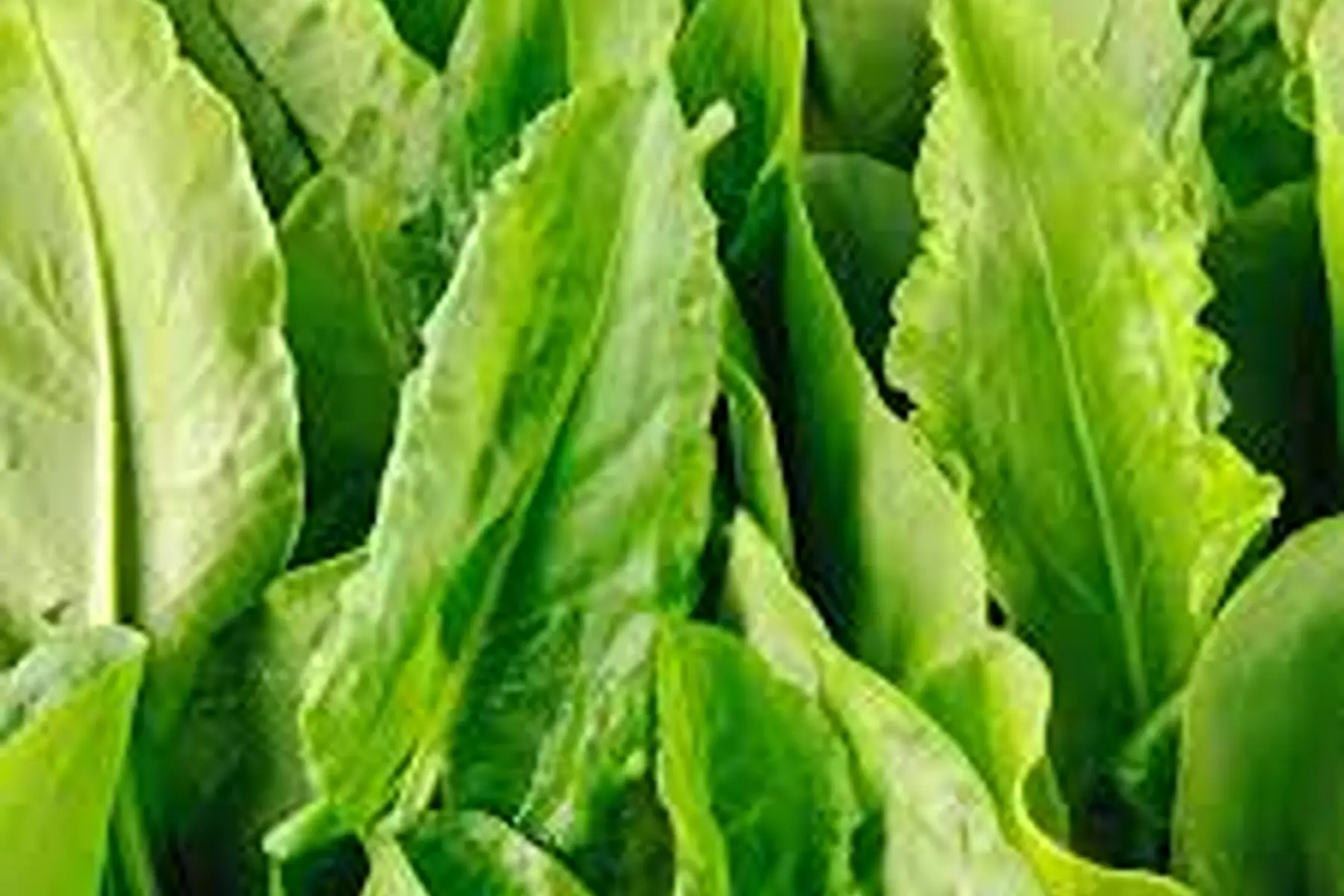 Oseille fraîche (feuilles)