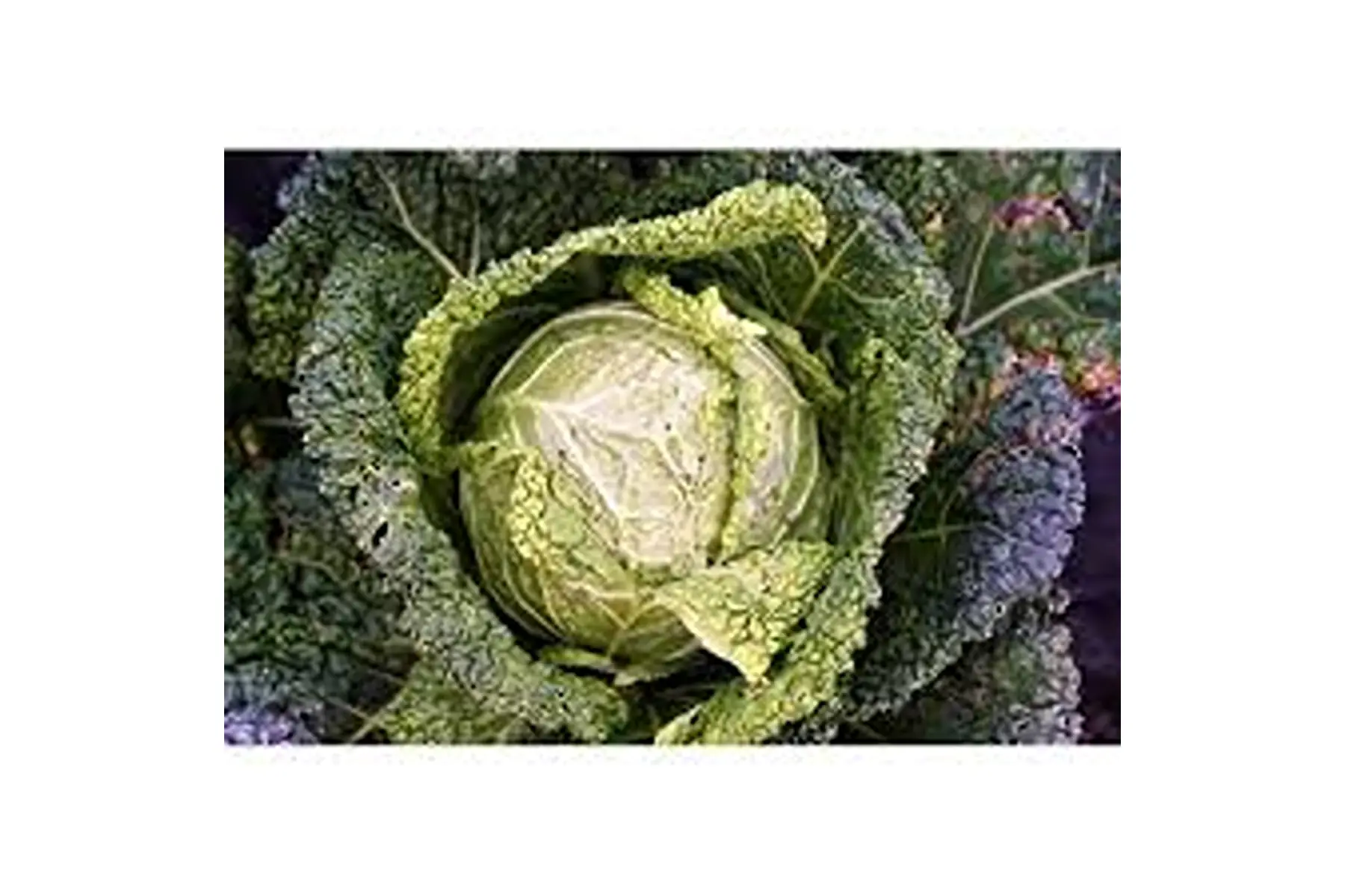 chou vert frisé