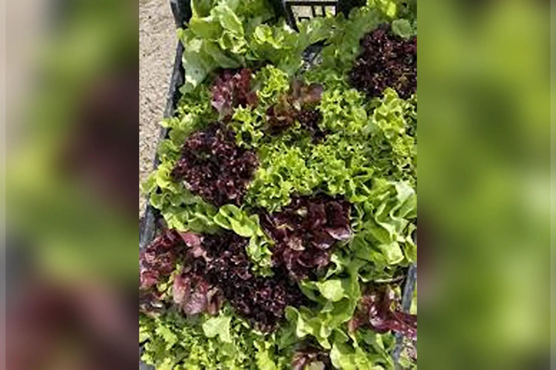 Mixte salades jeunes pousses 250g