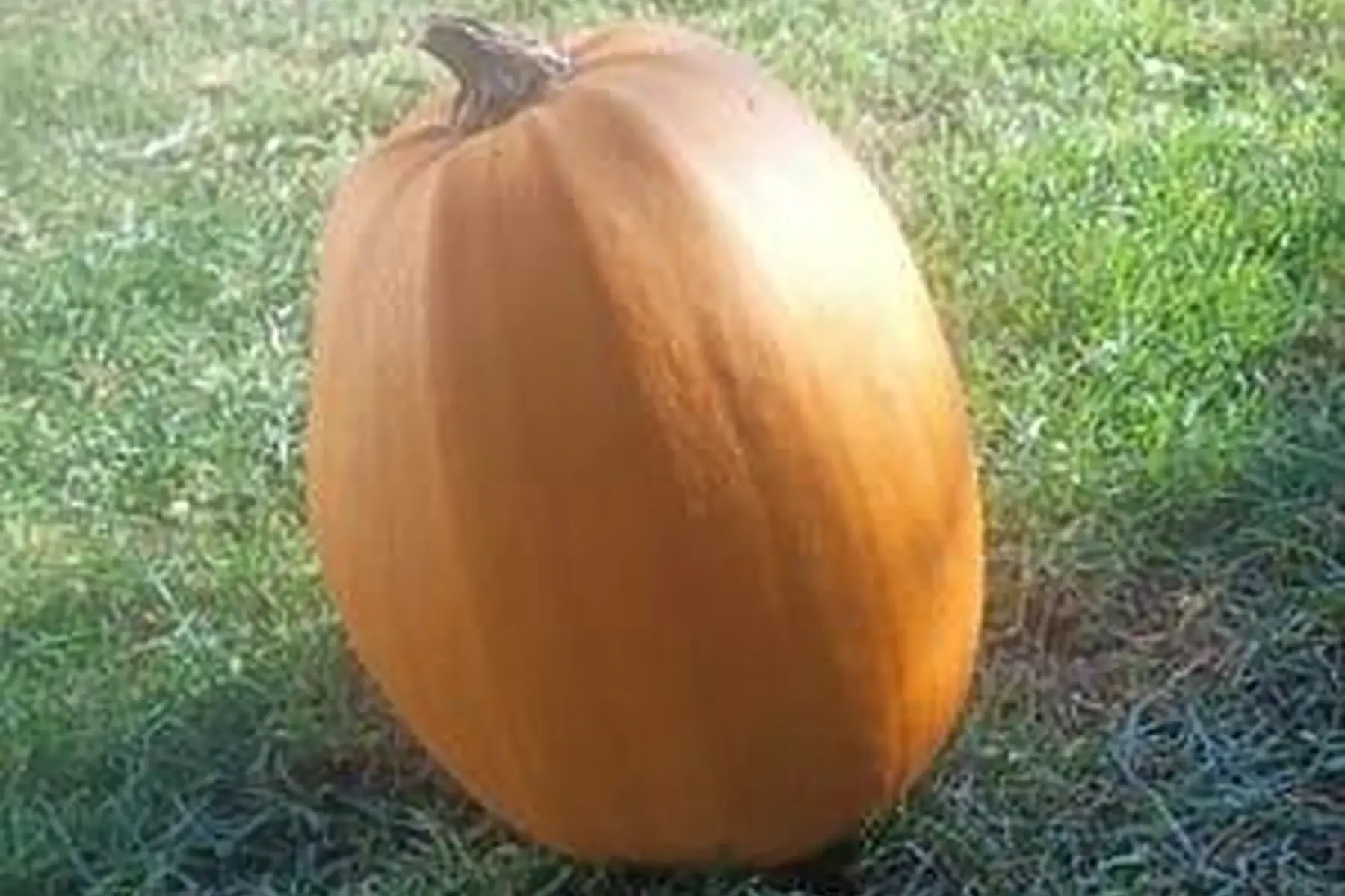 Courge Jack O Lantern