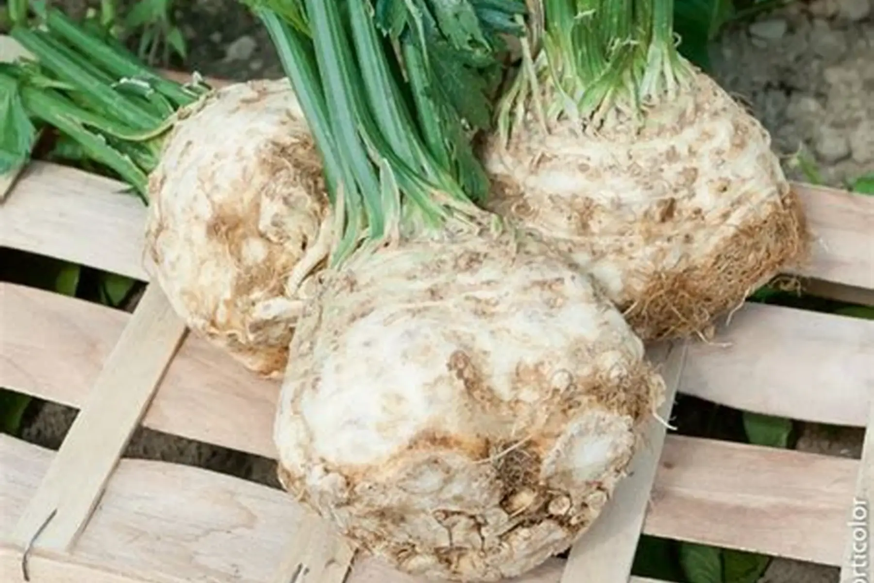 céleri rave (petit calibre)