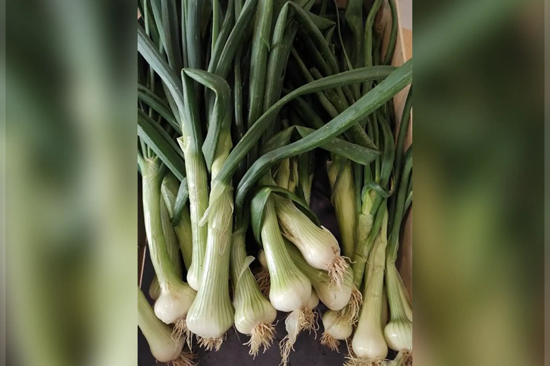 botte oignons nouveaux