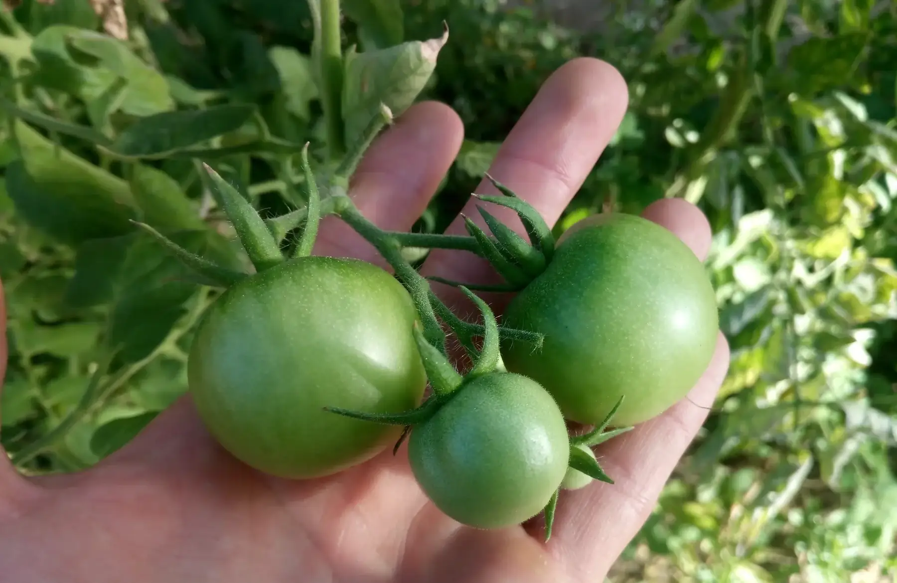 tomates vertes pour confiture