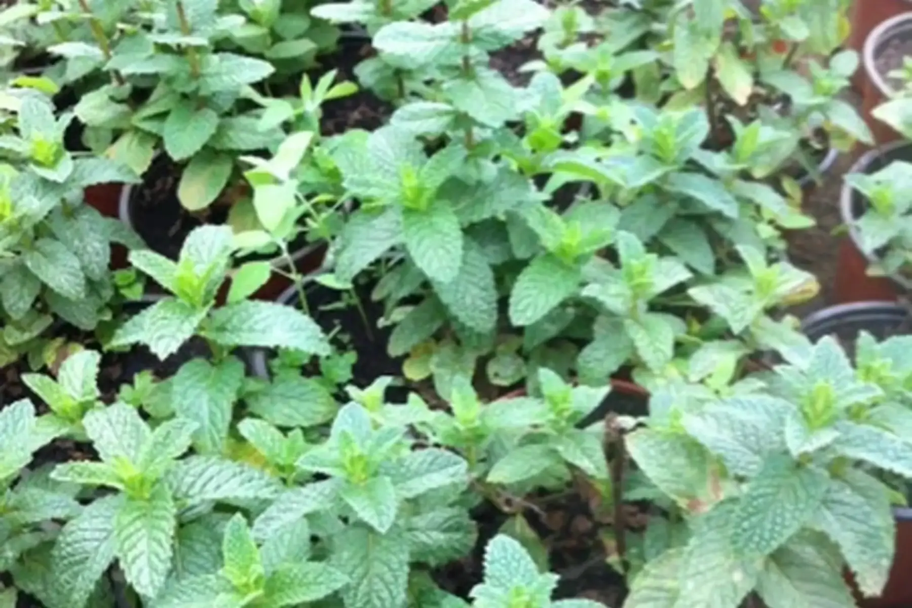plant de menthe