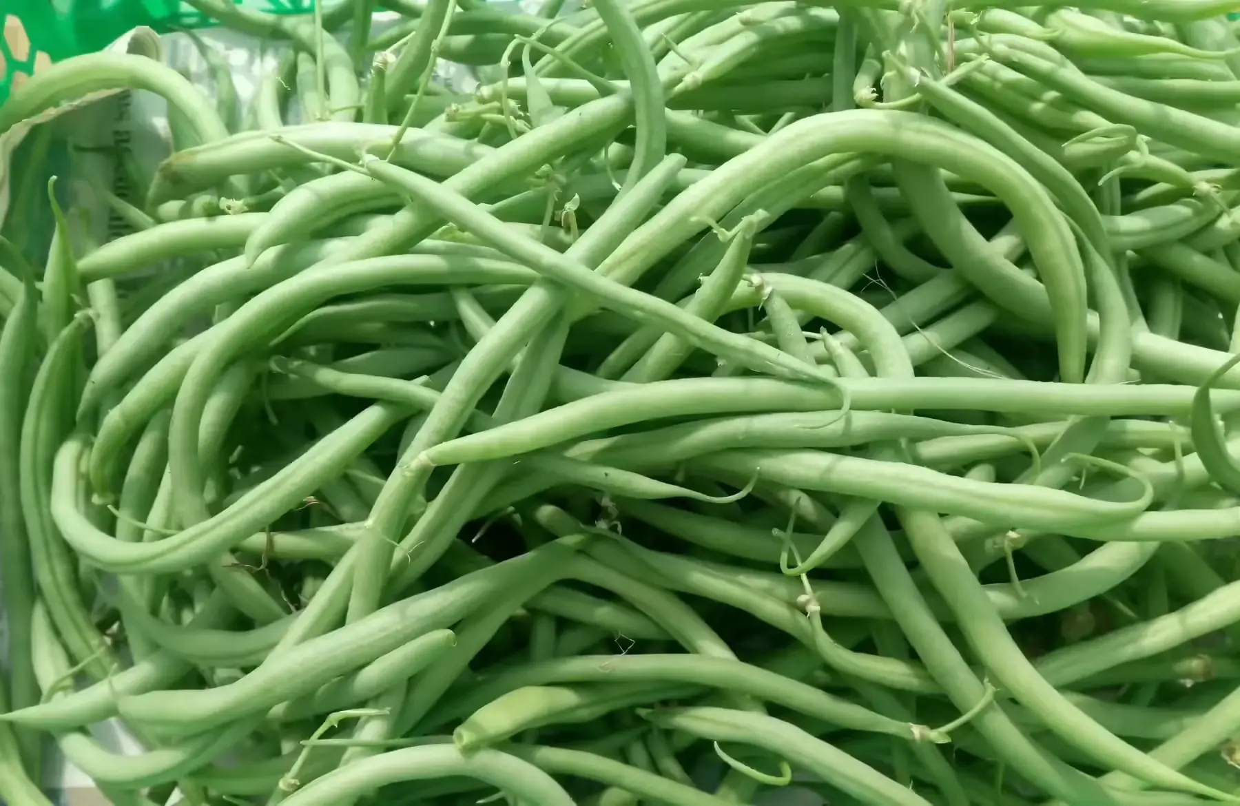 haricot vert