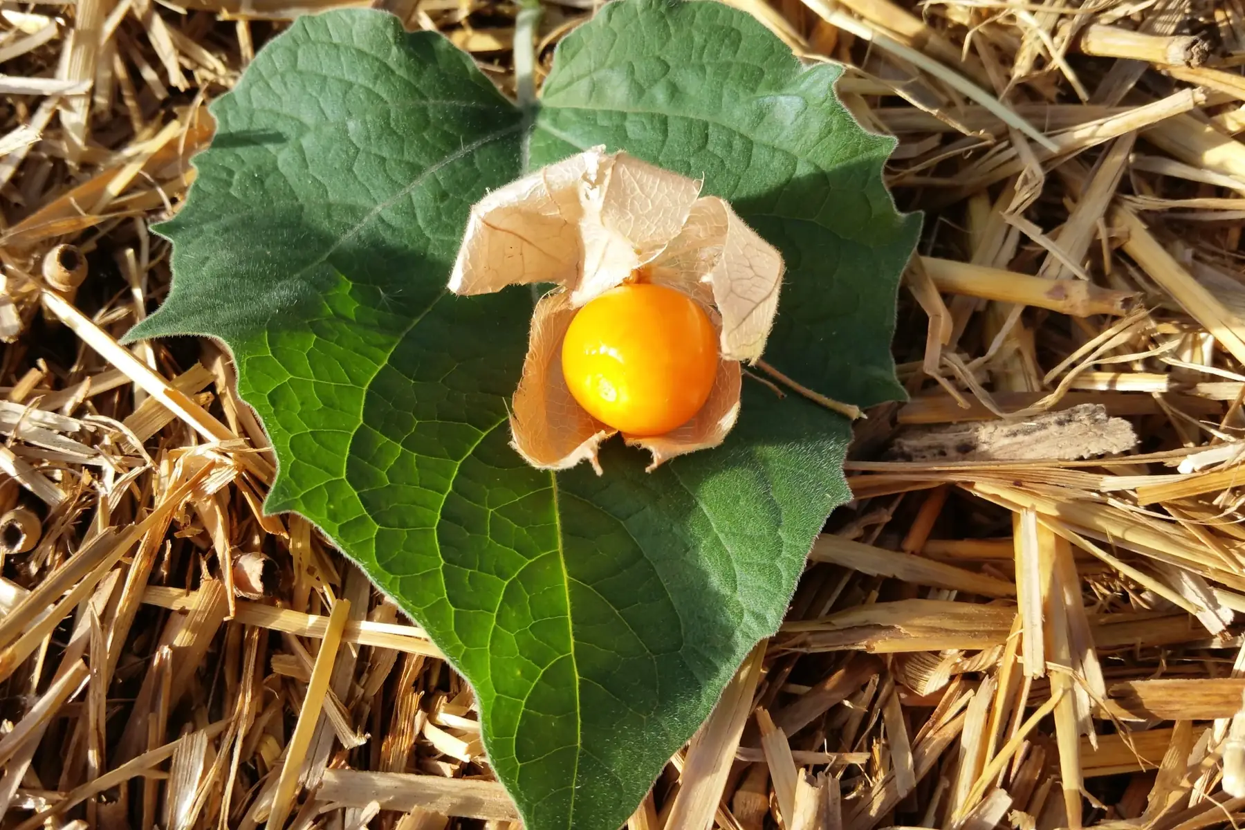 physalis