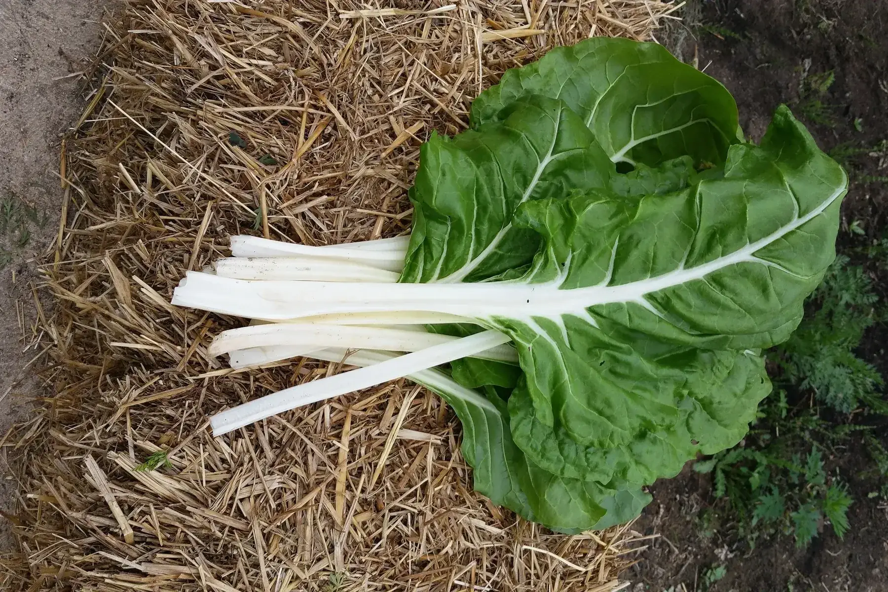 botte blettes (côtes uniquement)